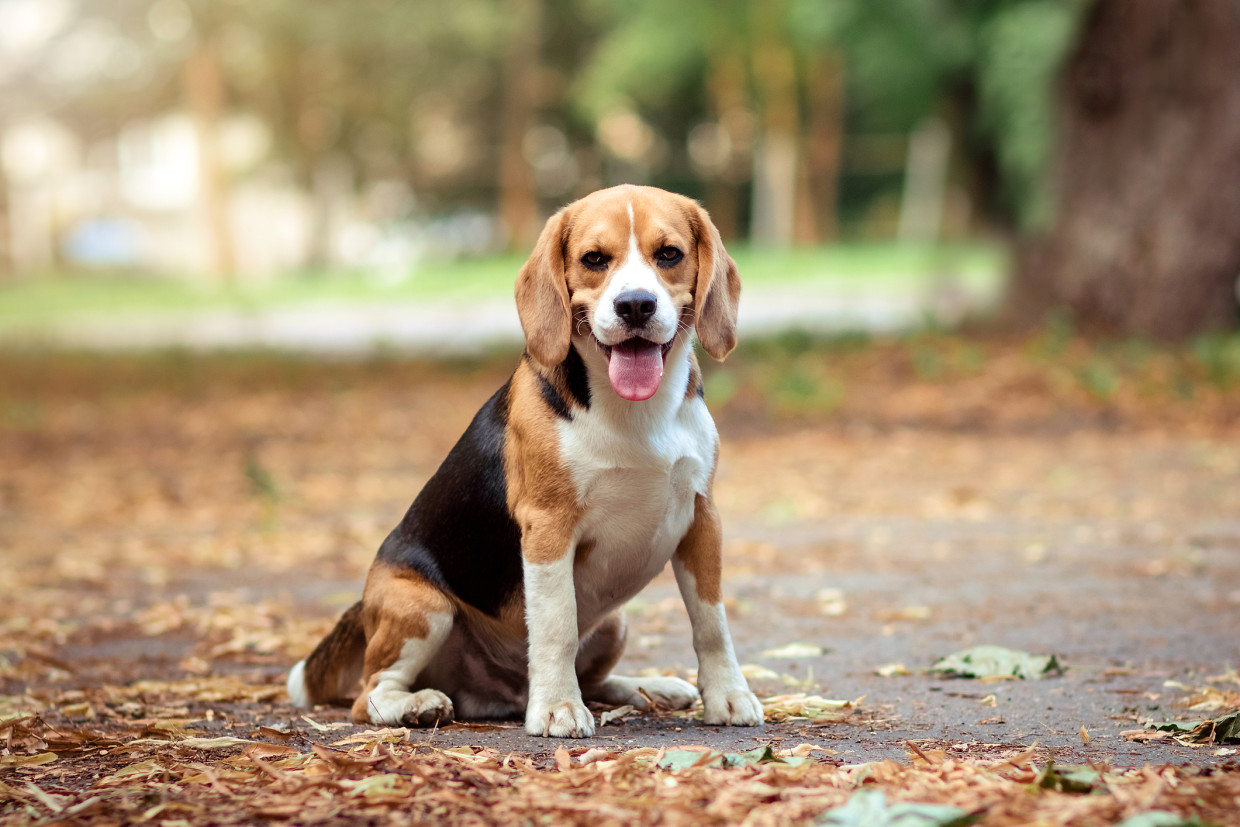 Sleepy Beagle