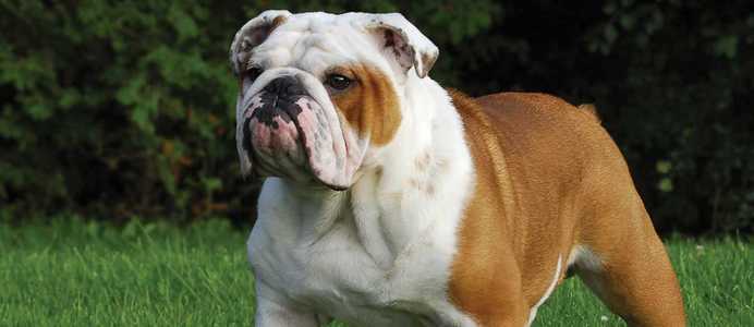 Friendly Bulldog