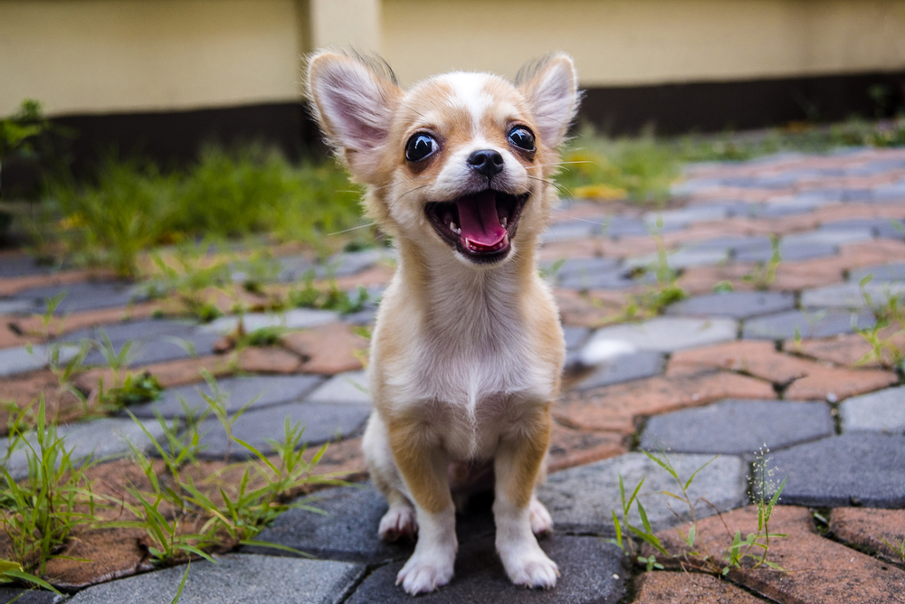 Cute Chihuahua
