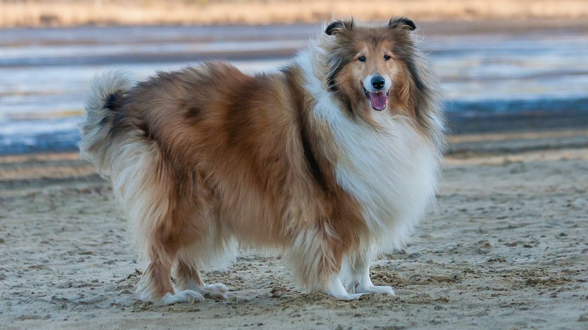 Energetic Border Collie
