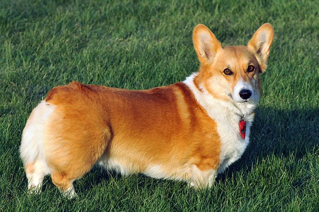 Dog 4