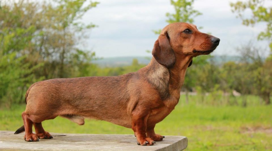 Curious Dachshund