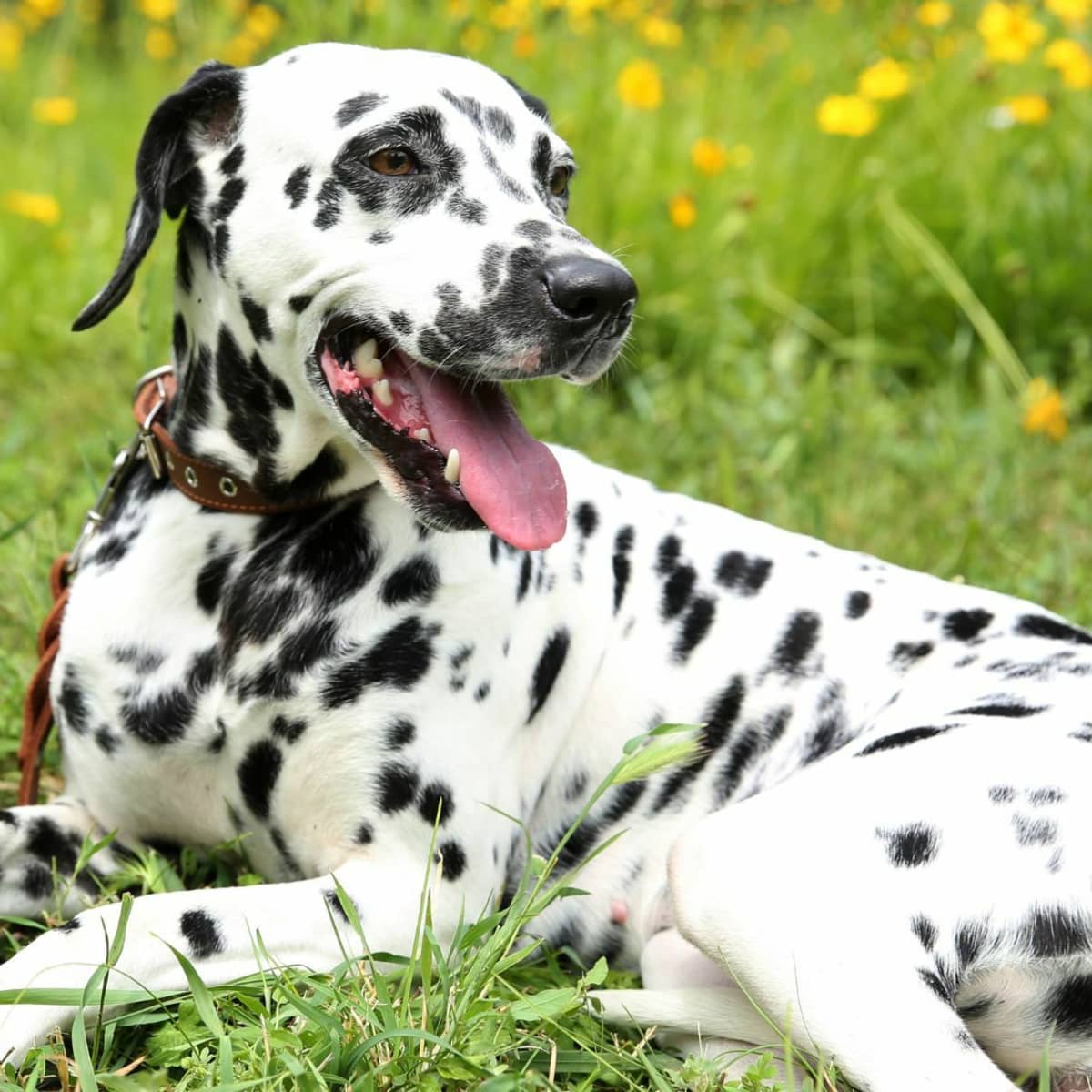 Elegant Dalmatian