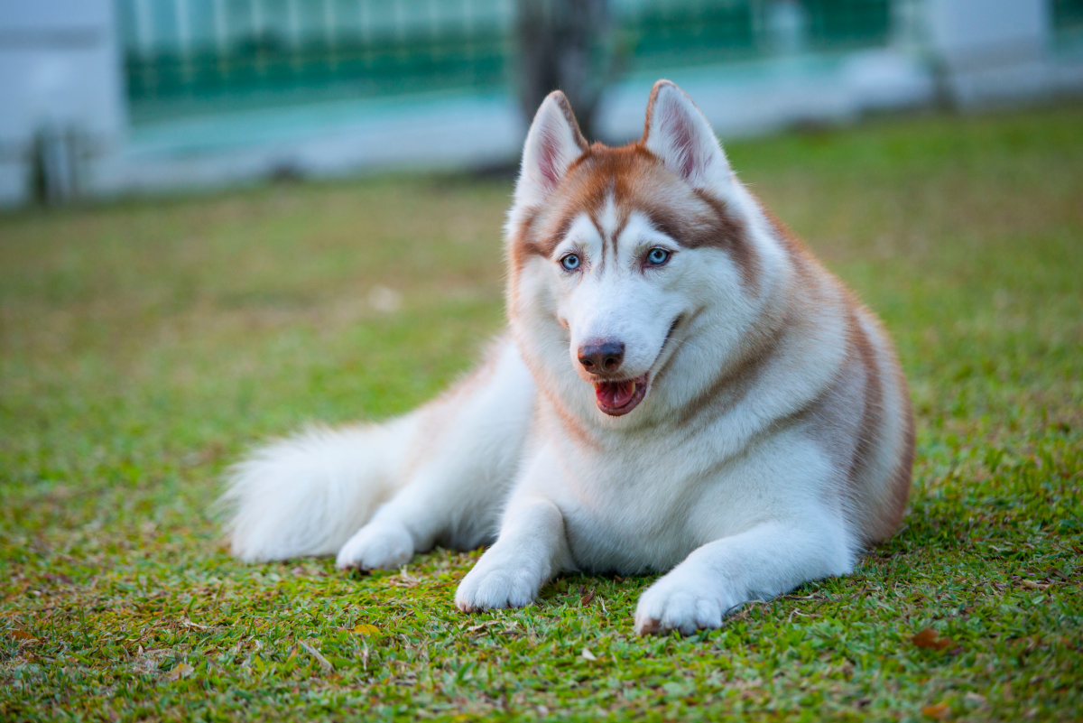 Majestic Husky
