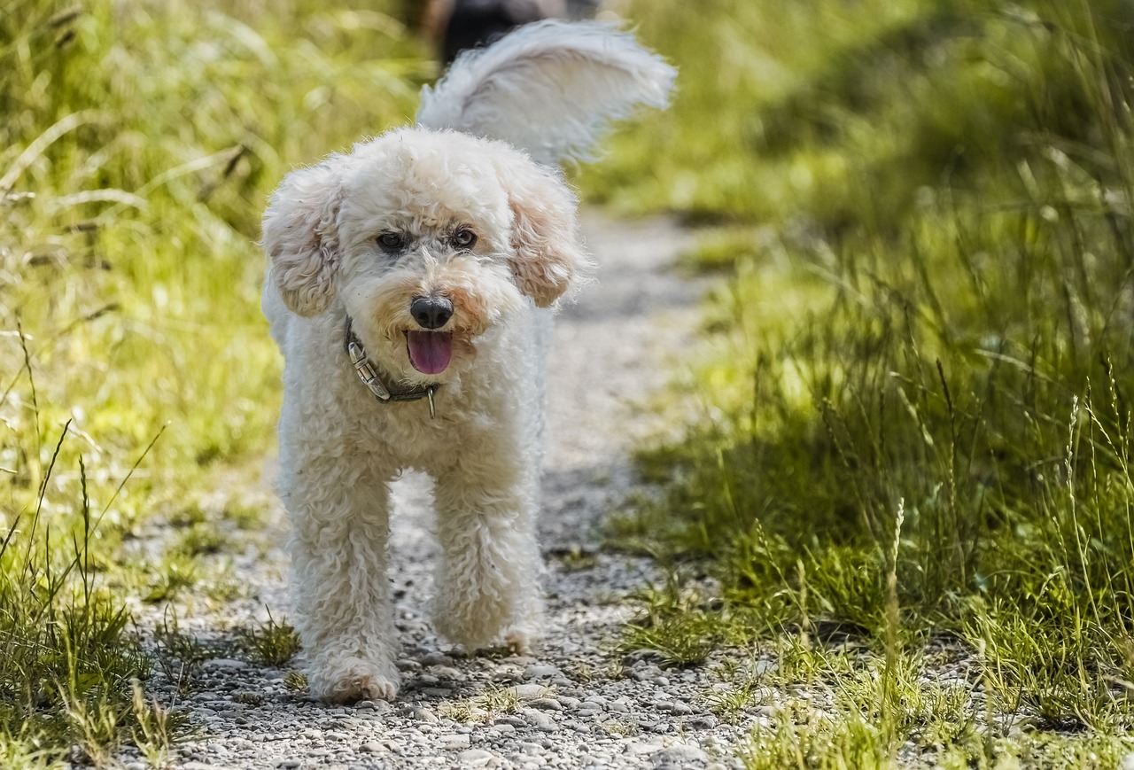 Dog 2