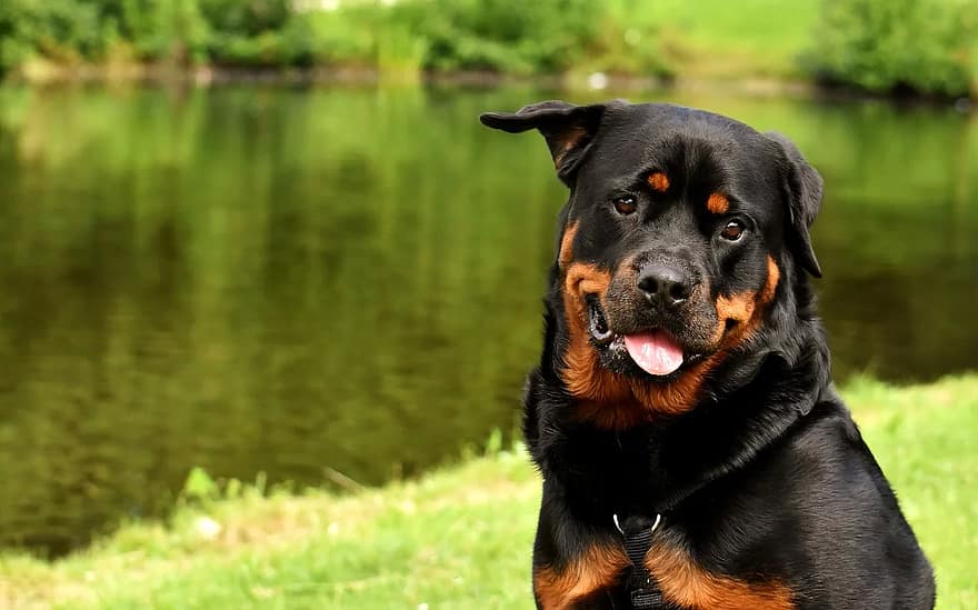 Bold Rottweiler