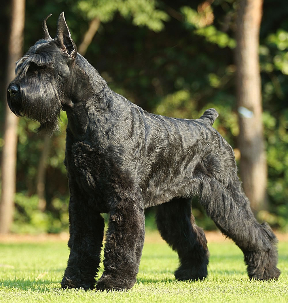 Dapper Schnauzer